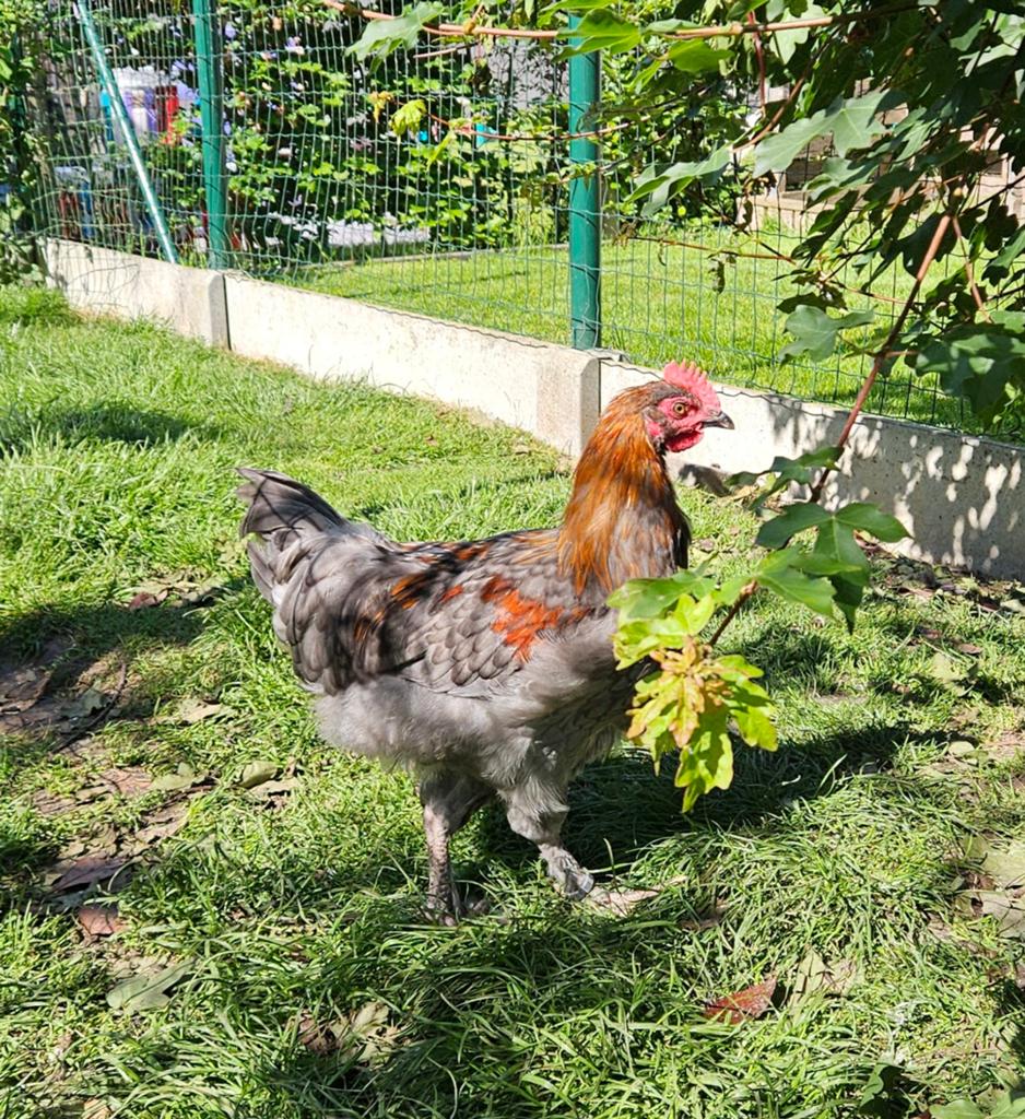 2 marans hanen 3 maand