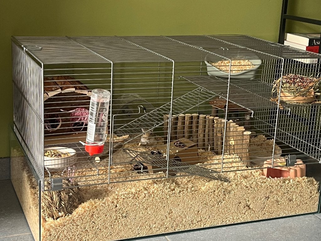 Gerbil, Animaux & Accessoires, Enlèvement, Comme neuf, Cage