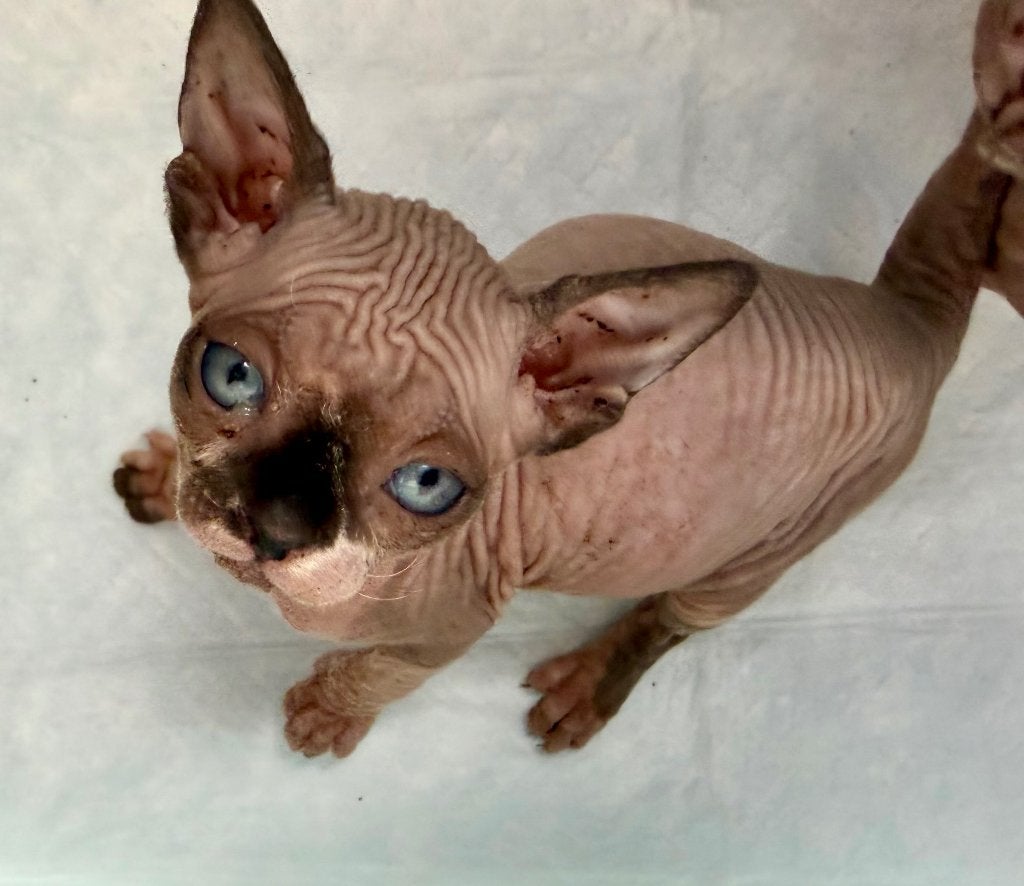 Femelle sphynx, Animaux & Accessoires, Chats & Chatons | Chats de race | Poil ras, Chat, Avec pedigree, 0 à 2 ans