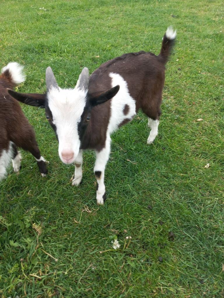 Hollandse bonte bok, Dieren en Toebehoren, Schapen, Geiten en Varkens