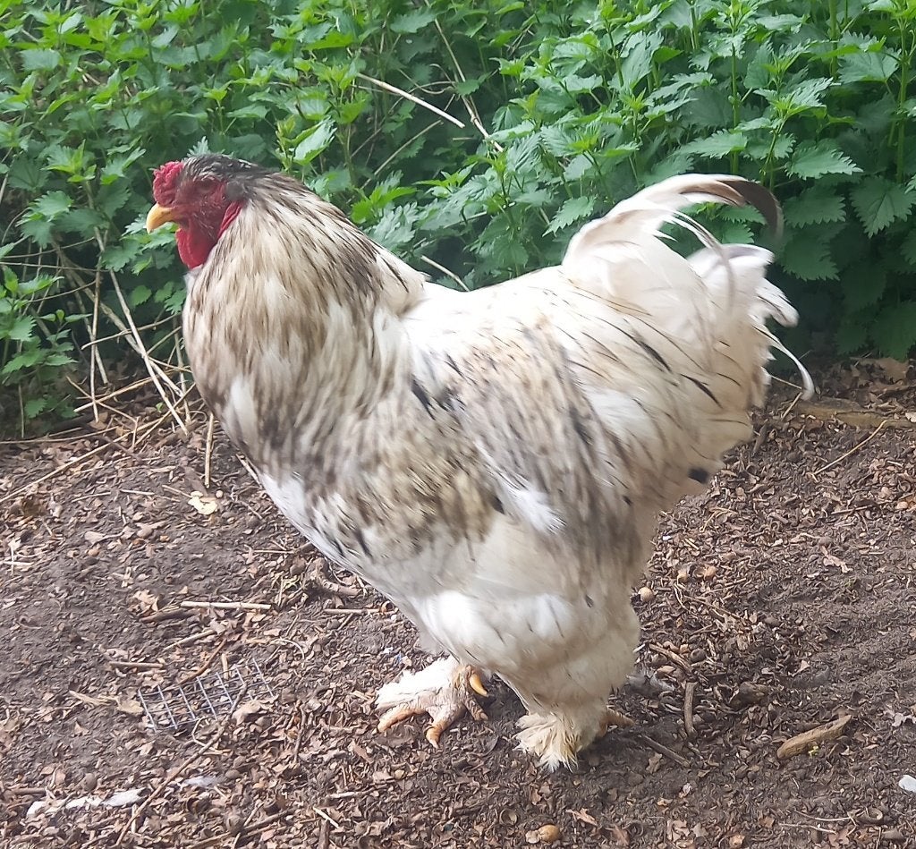 Brahma groothoen haan, blauw wit gepareld, Dieren en Toebehoren, Pluimvee, Mannelijk, Kip