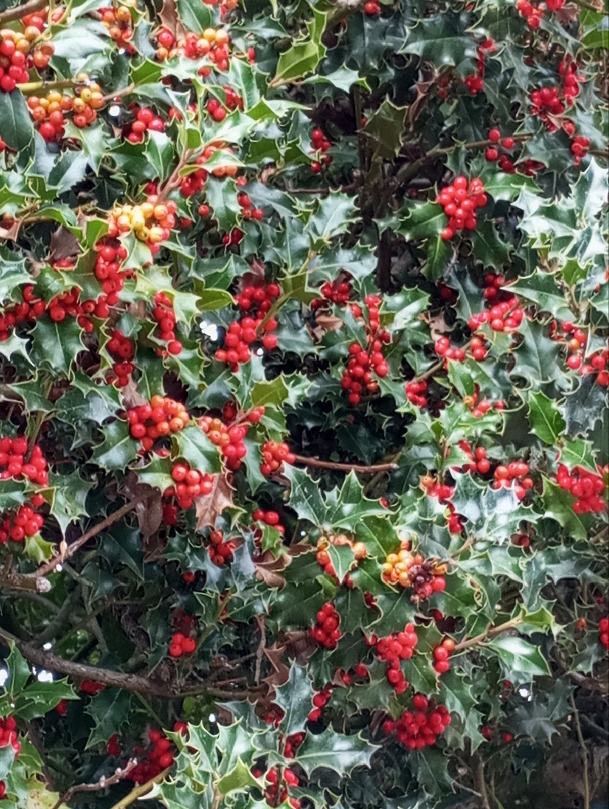hulst takken voor kerstmis, Ophalen