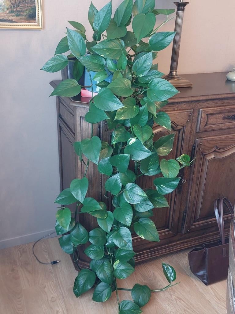 Epipremnum aureum (drakenklimop), Huis en Inrichting, Kamerplanten, Ophalen