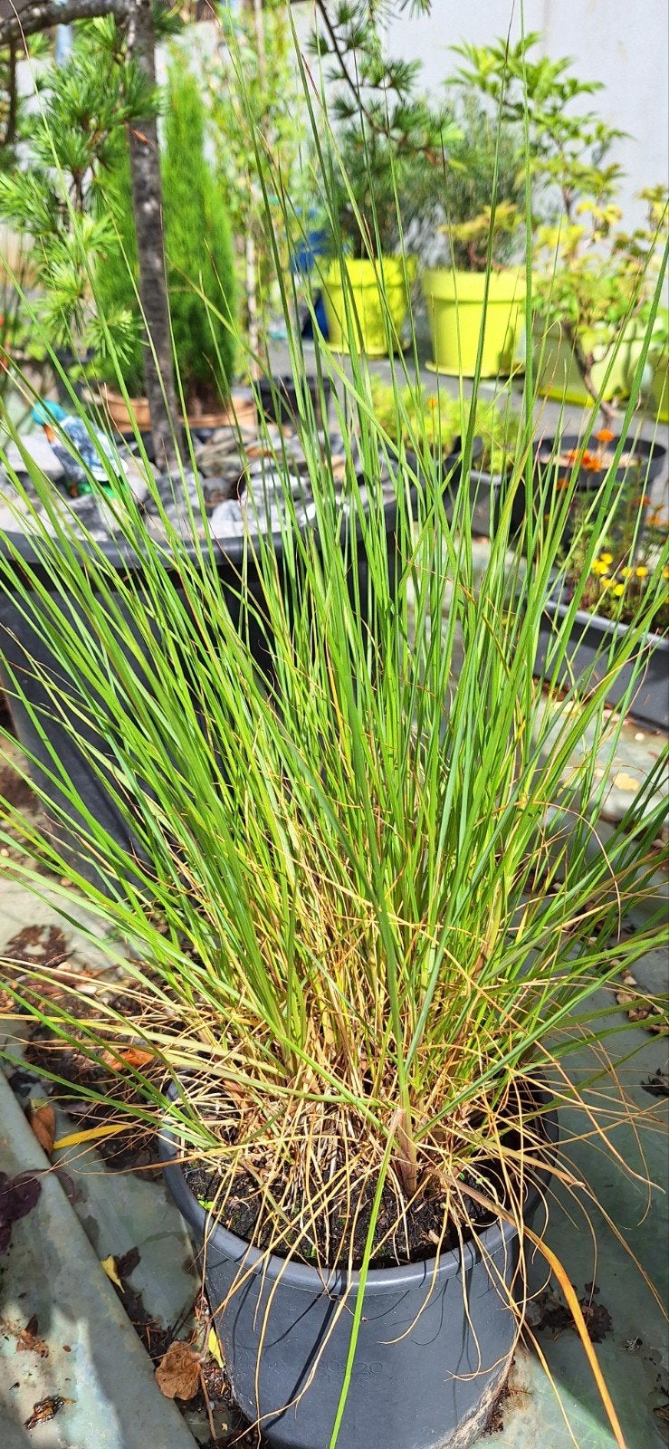 Siergras Pennisetum alopecuroides "Hameln", Tuin en Terras, Planten | Tuinplanten, Ophalen