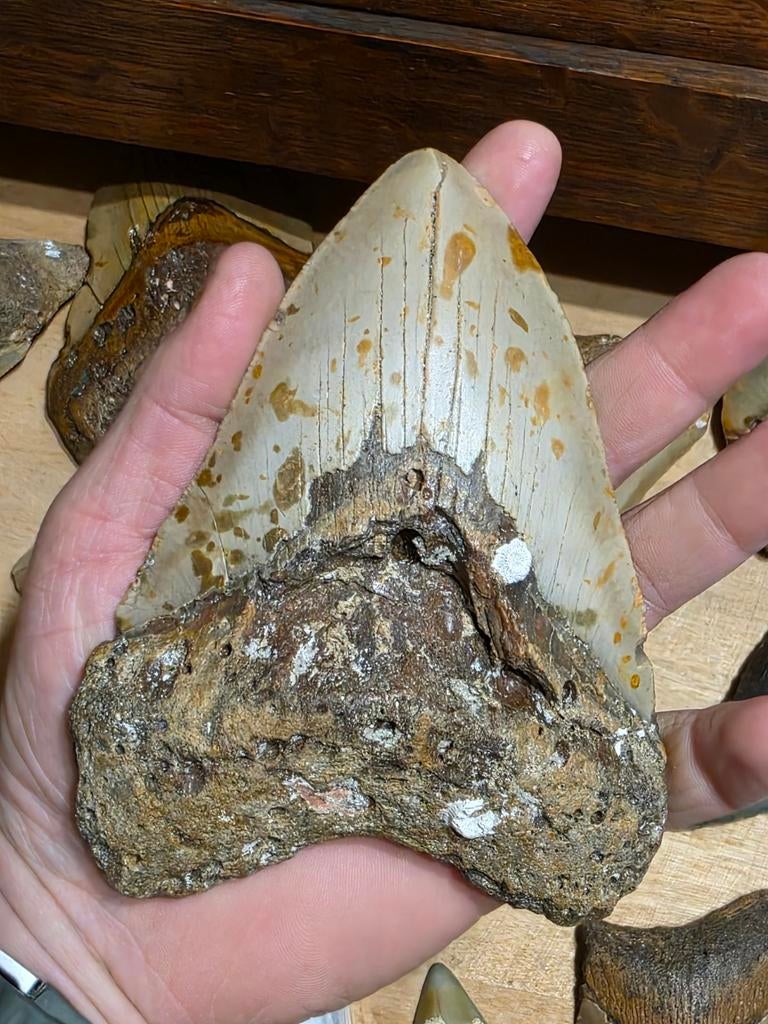 Gigantische Carcharodon megalodon haaientand 13,67 cm 5,37", Ophalen of Verzenden, Fossiel
