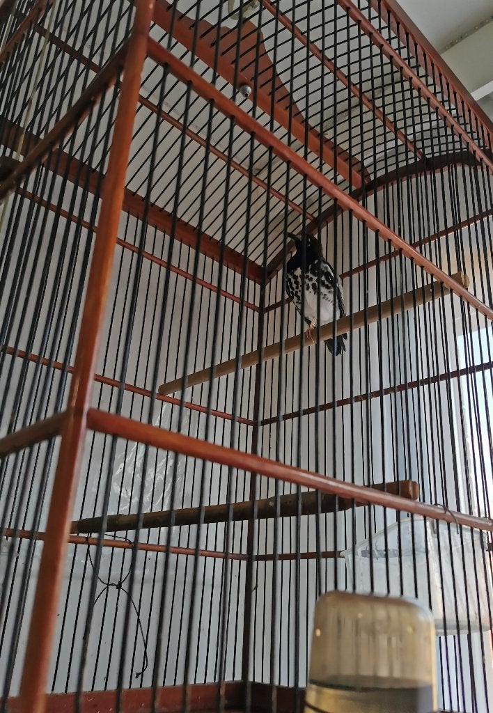 Kastanjekop lijster(geoklchla interpres), Animaux & Accessoires, Oiseaux | Oiseaux Autre, Mâle, Oiseau tropical, Bagué