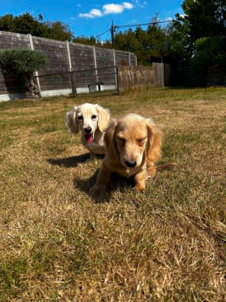 Teckel pups blond, België, Reu, CDV (hondenziekte), 8 tot 15 weken