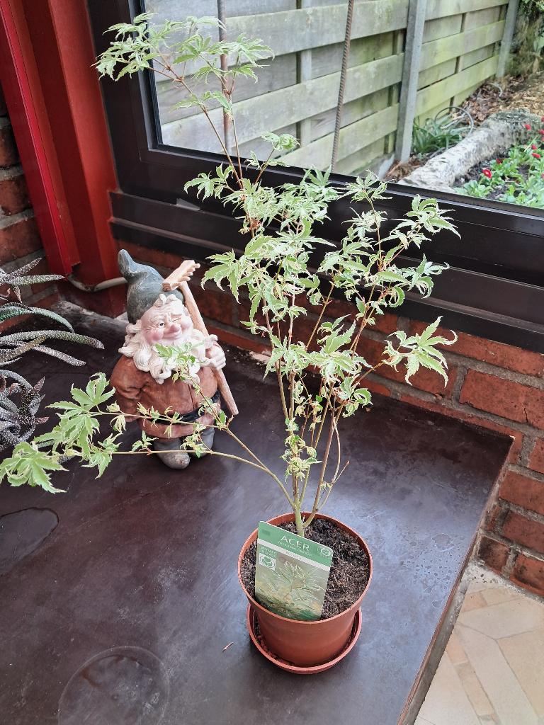 Plant : Japanse Esdoorn, Tuin en Terras, Ophalen, Vaste plant, Overige soorten, Halfschaduw