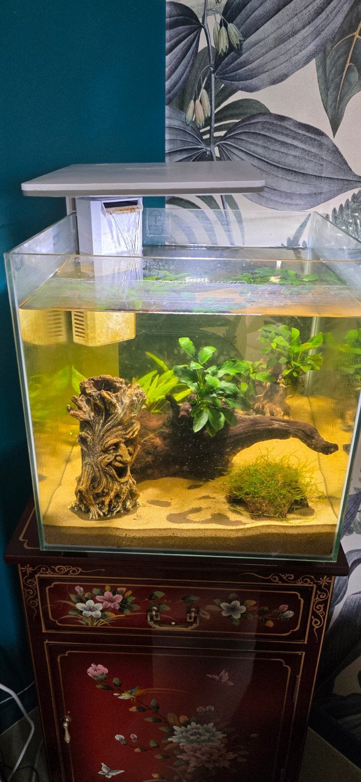 qubiq 60 van superfish, Dieren en Toebehoren, Ophalen