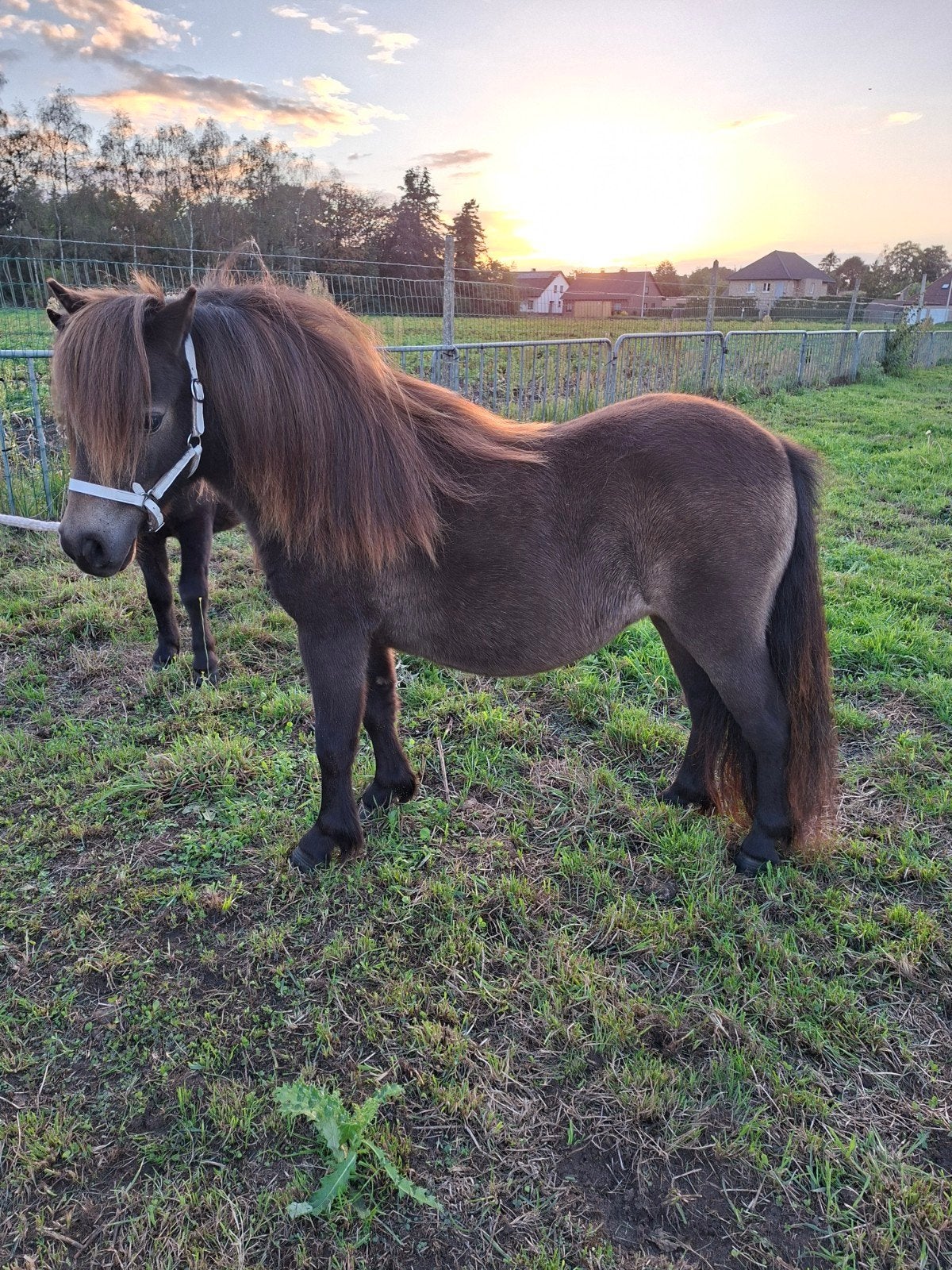 Shetlander, Dieren en Toebehoren