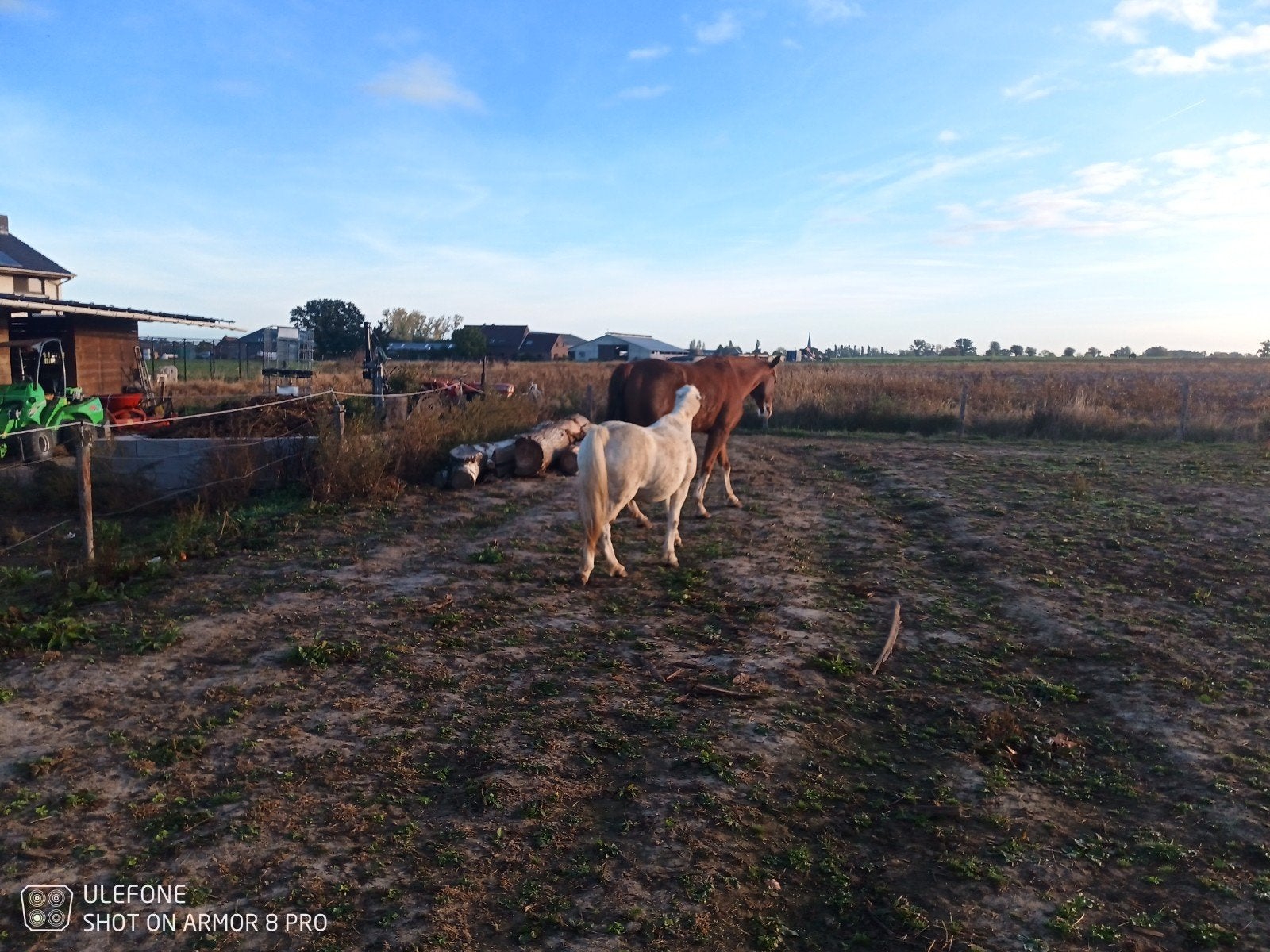 braaf wandelpaard