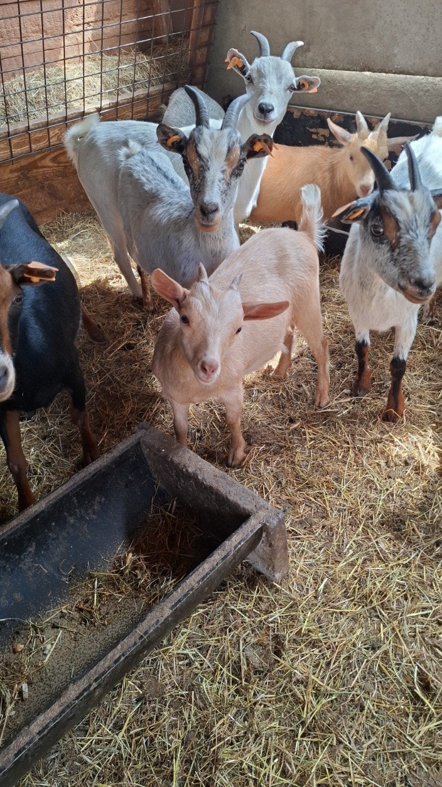 2 dwerggeiten miekes 1jaar, Animaux & Accessoires