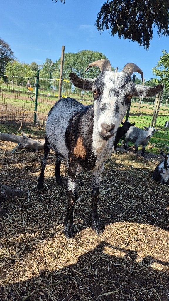 2 miekes en een gecastreerd bokje, Dieren en Toebehoren, Meerdere dieren, Geit, 3 tot 5 jaar