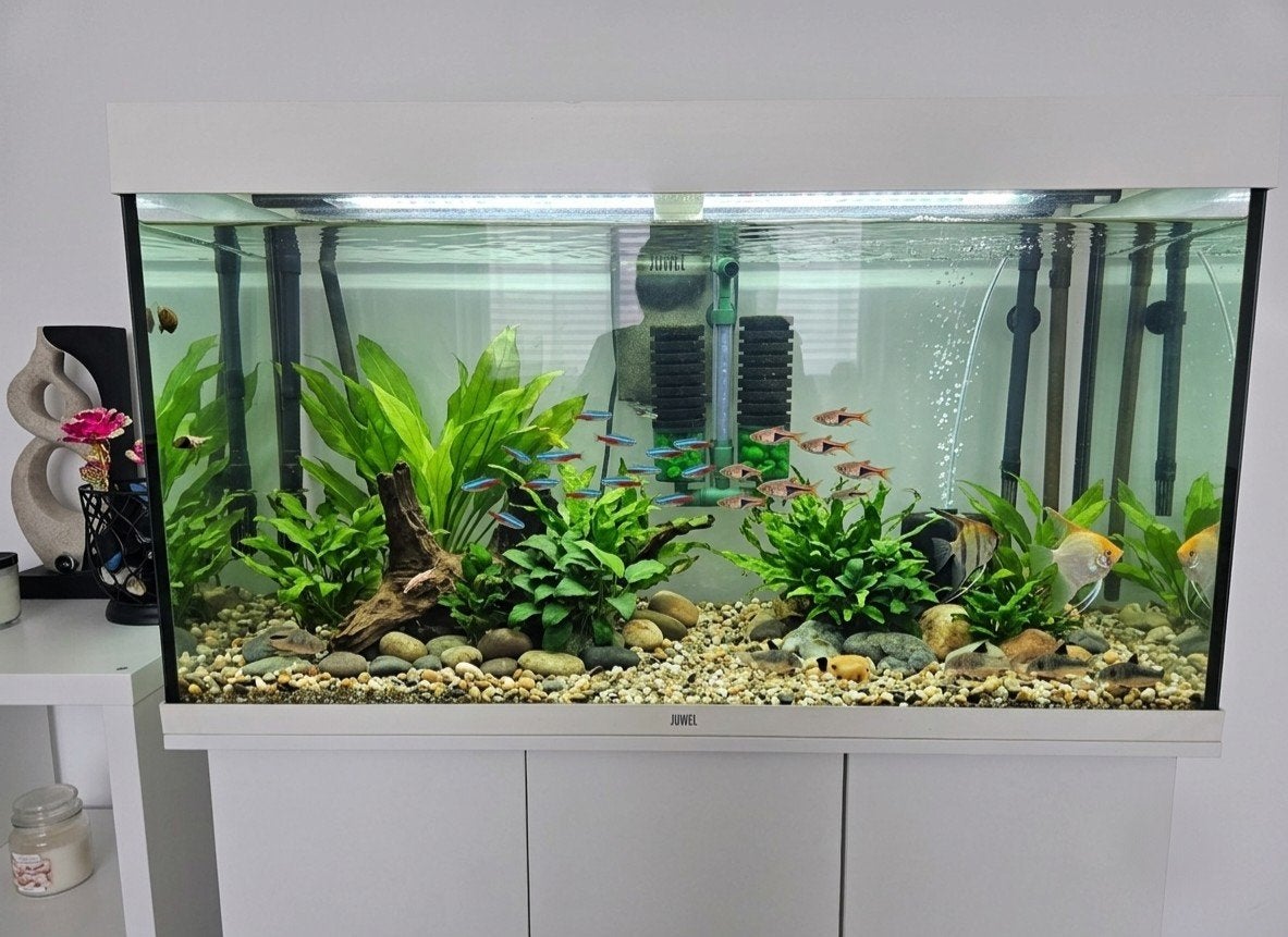 Juwel Rio 240 Aquarium, Juwel