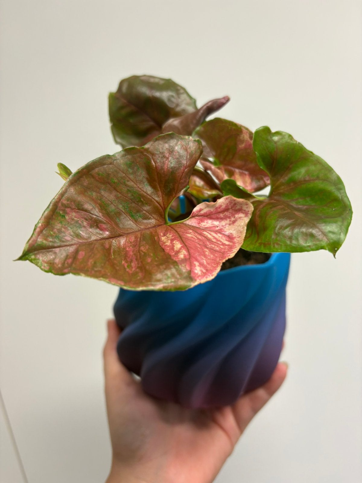Syngonium Strawberry Ice, Ophalen of Verzenden