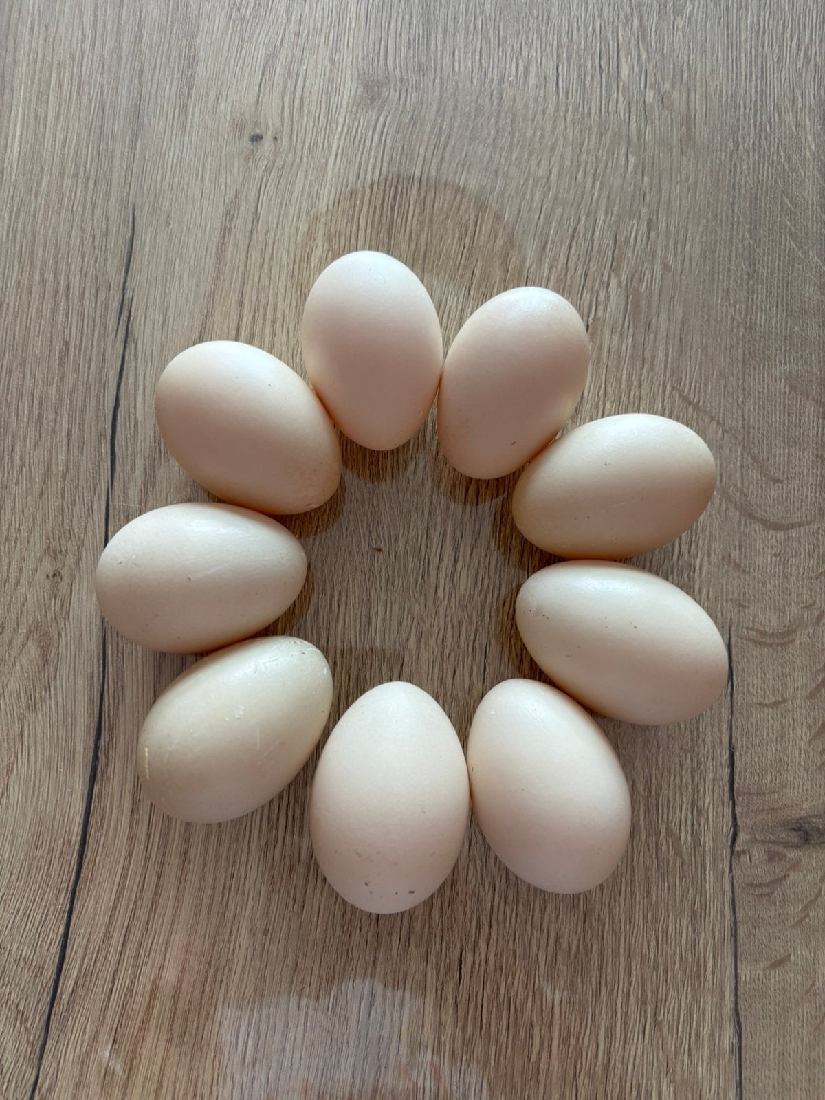 9 mooie barbarie/muskuseend broedeieren, Dieren en Toebehoren, Pluimvee, Eend