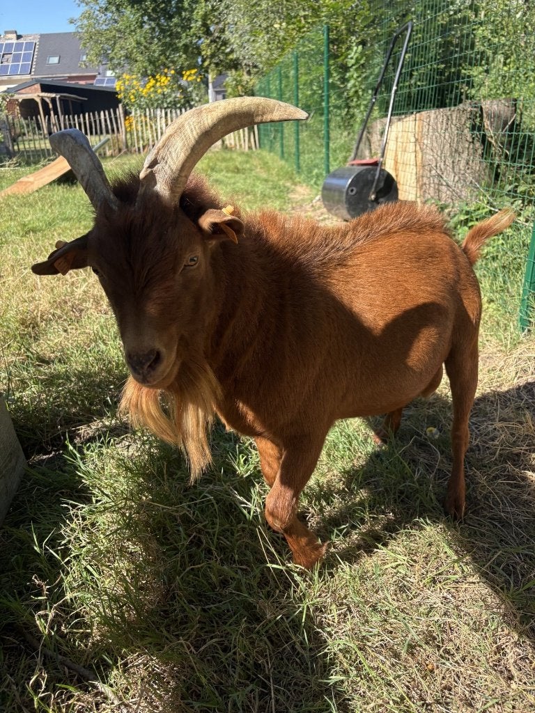 Abrikoos (dek)bokje zoekt nieuwe thuis, Dieren en Toebehoren, Mannelijk, Geit, 0 tot 2 jaar