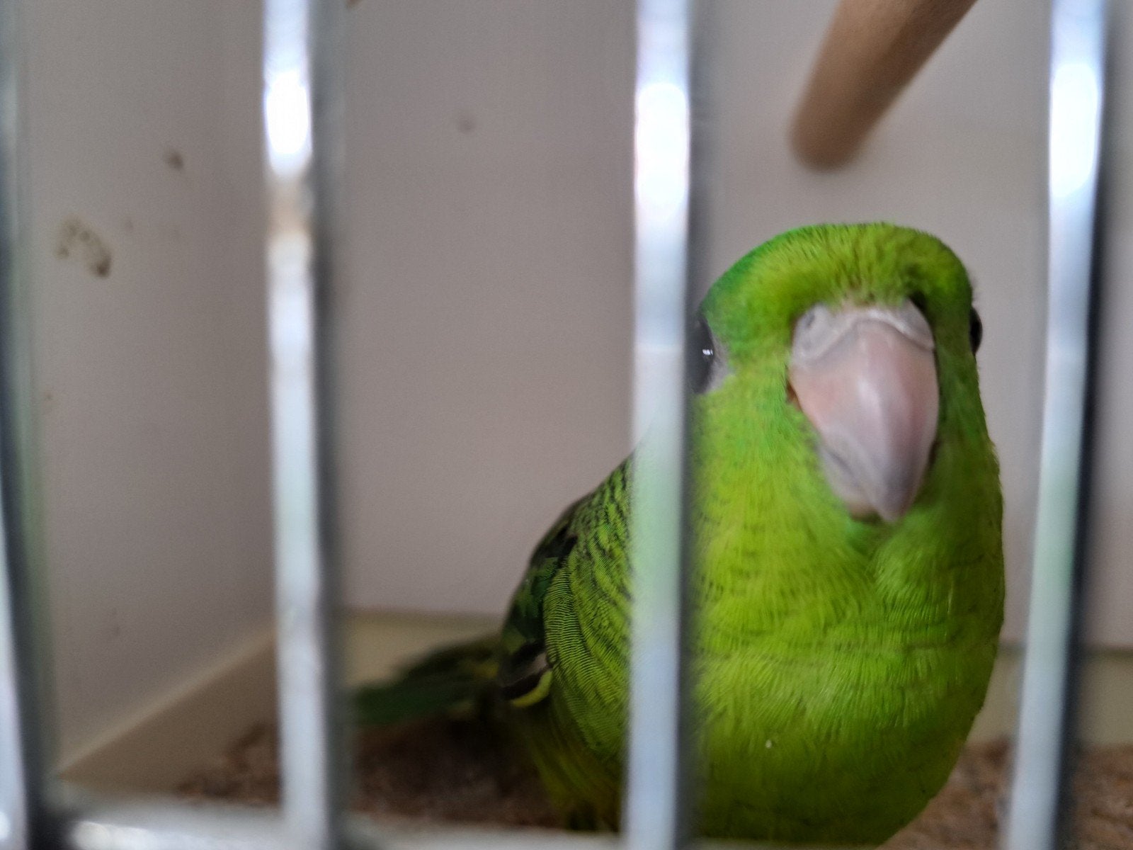 catharina parkiet, Dieren en Toebehoren