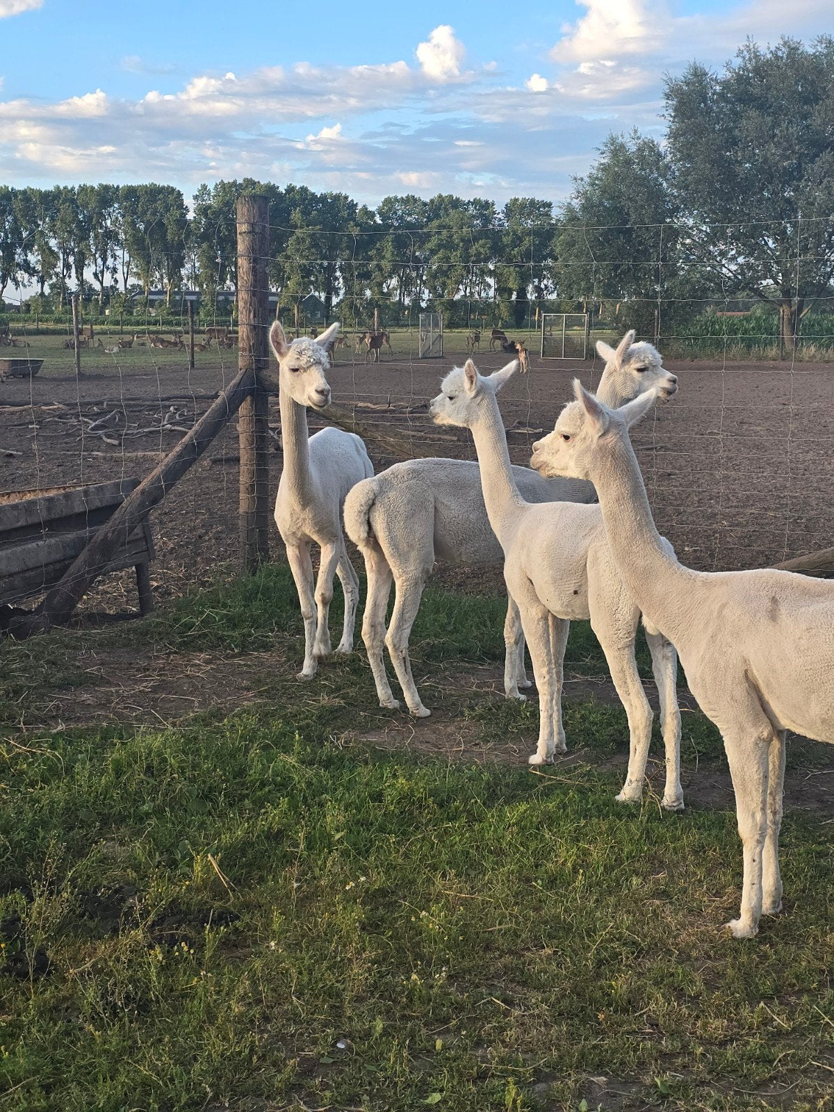 Alpaca s, Dieren en Toebehoren, Juni, Mannelijk