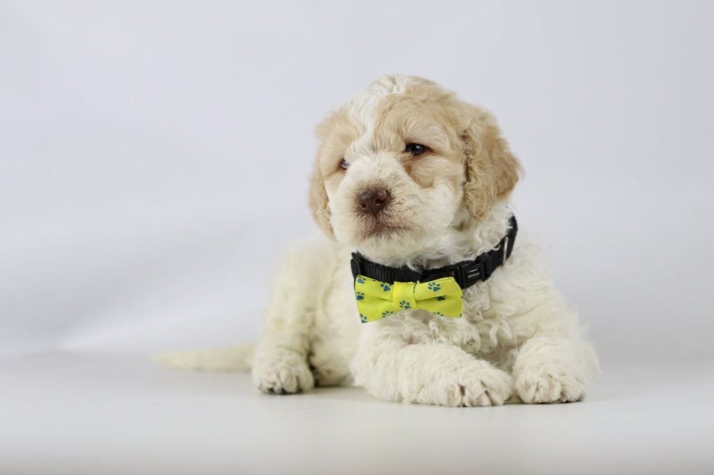 Lagotto Romagnolo, intelligent, hypo-allergeen, medium size, Dieren en Toebehoren, België, CDV (hondenziekte), 8 tot 15 weken