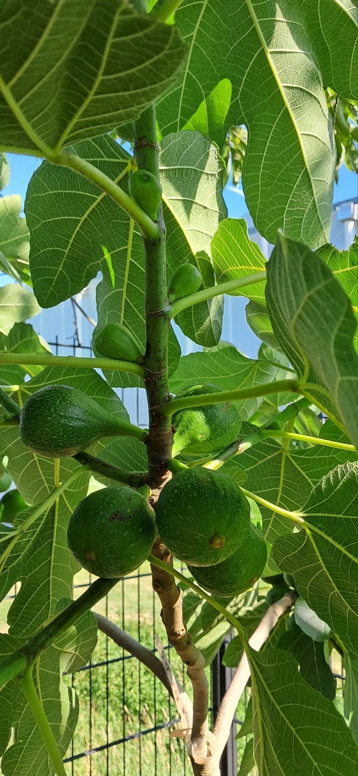Vijgenboom, gewortelde stekken, 1 jarige.  2 jarige boompjes, Jardin & Terrasse, Plantes | Arbres fruitiers, Figuier, Enlèvement
