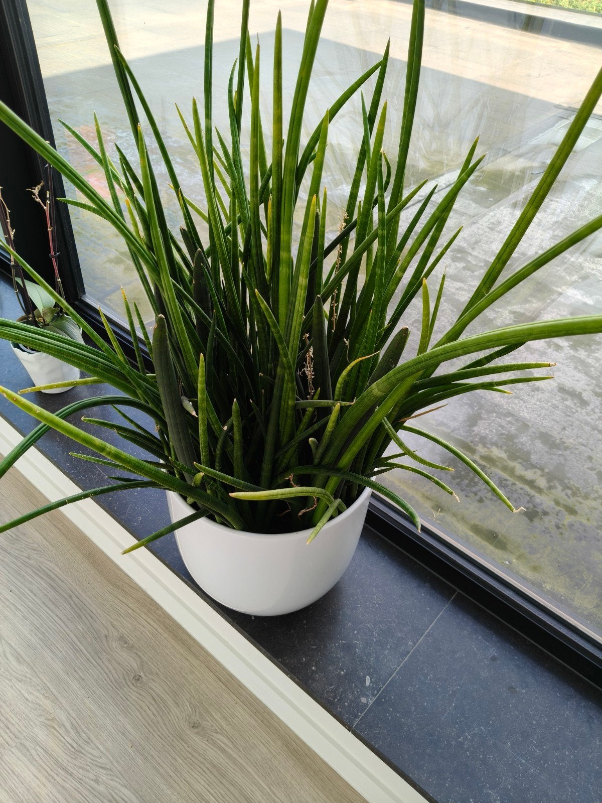 grote plant met recente mooie witte bloempot, Ophalen