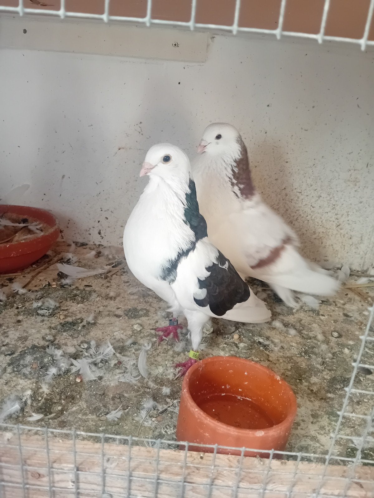 verschillende kroppers te koop, Animaux & Accessoires, Oiseaux | Pigeons, Plusieurs animaux, Boulant