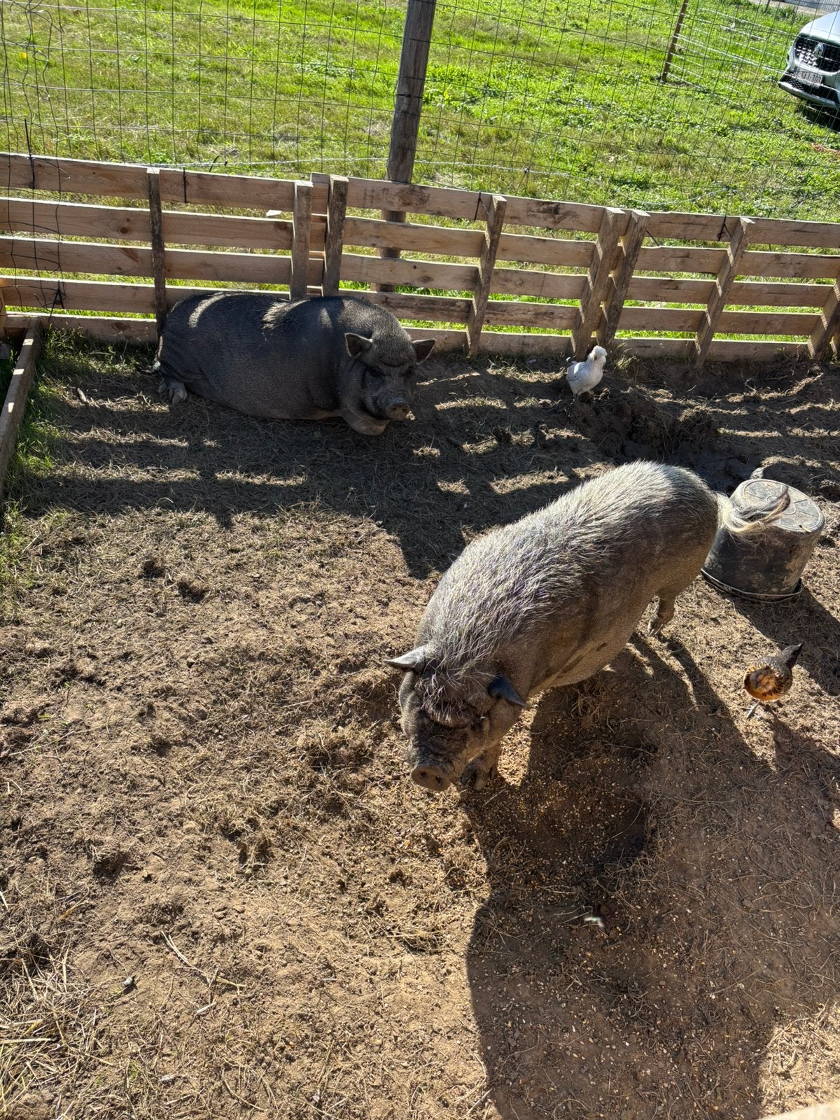 Gottingers, Meerdere dieren, Varken, 0 tot 2 jaar