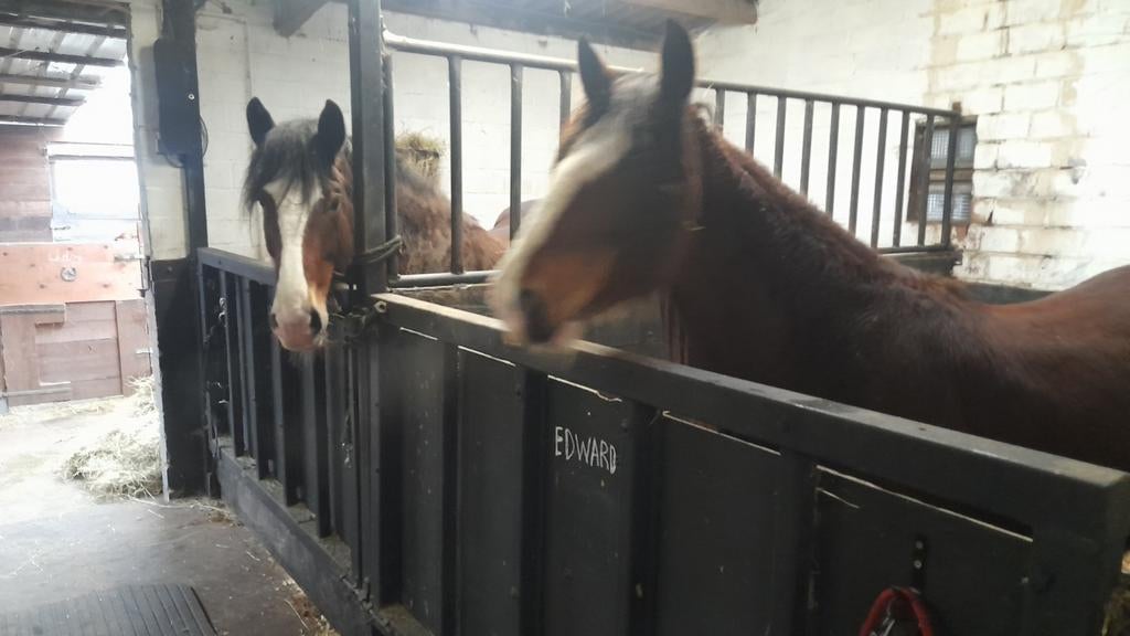 Stalling weide en piste voor paarden omgeving Roeselare  I, Mise à l'étable