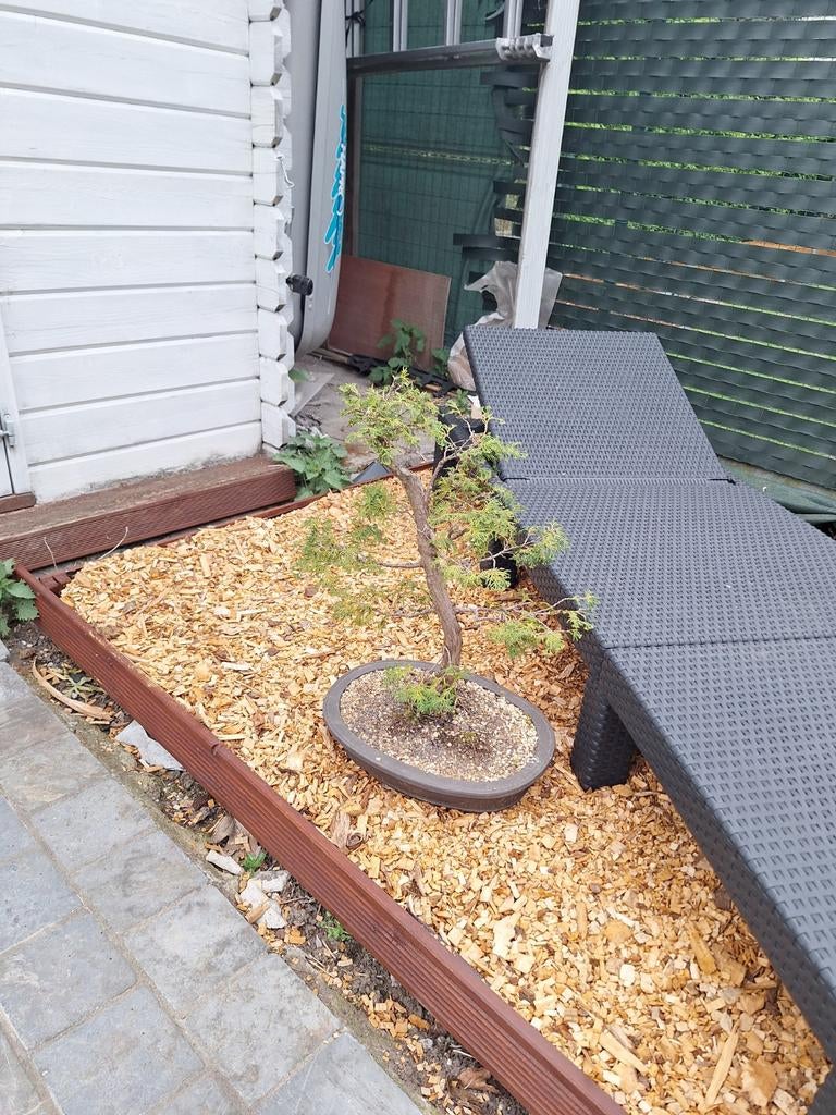 Verschillende bonsai en startplanten, Ophalen