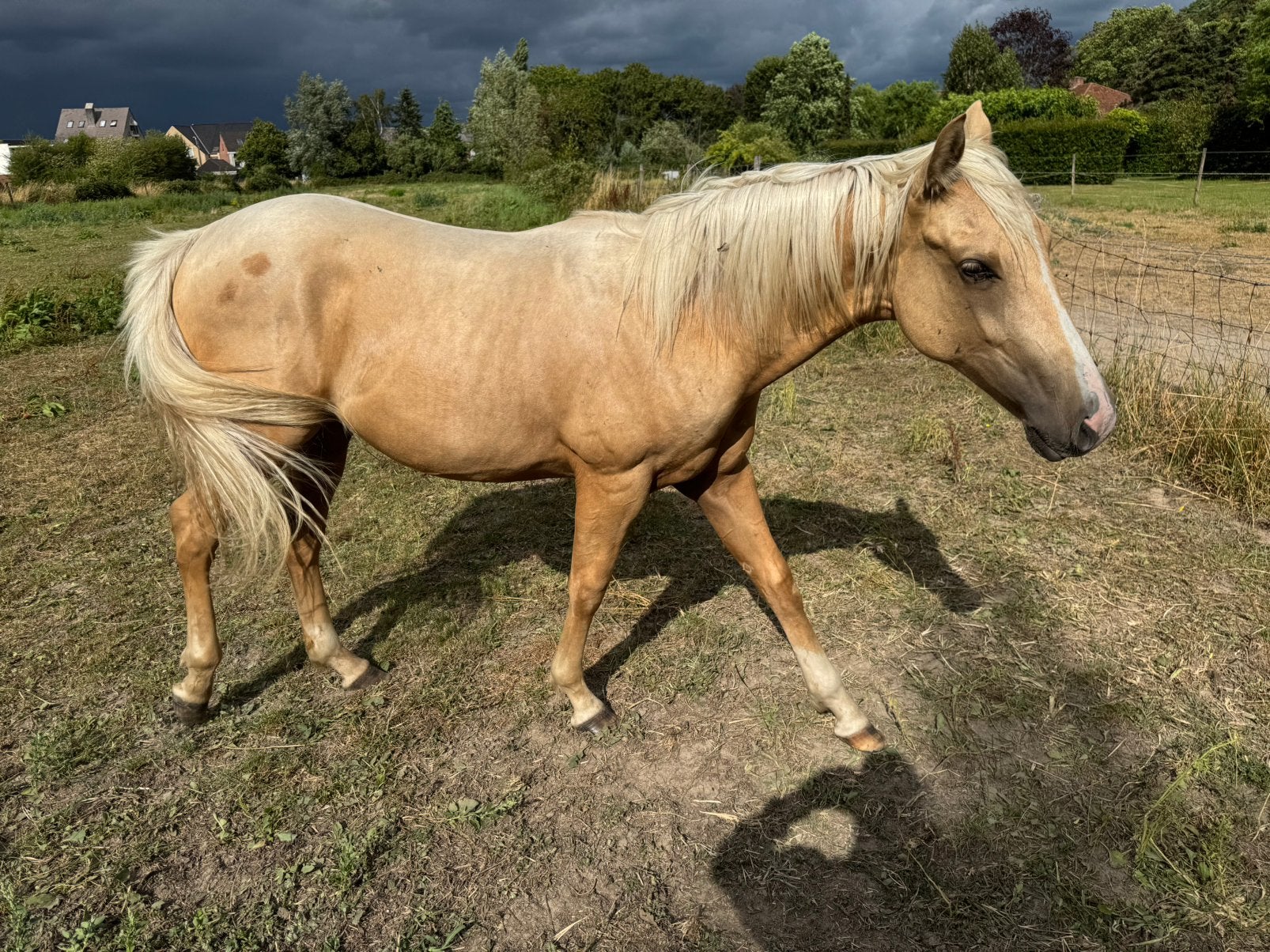 Palomino hengst, Dieren en Toebehoren, Paarden, Hengst