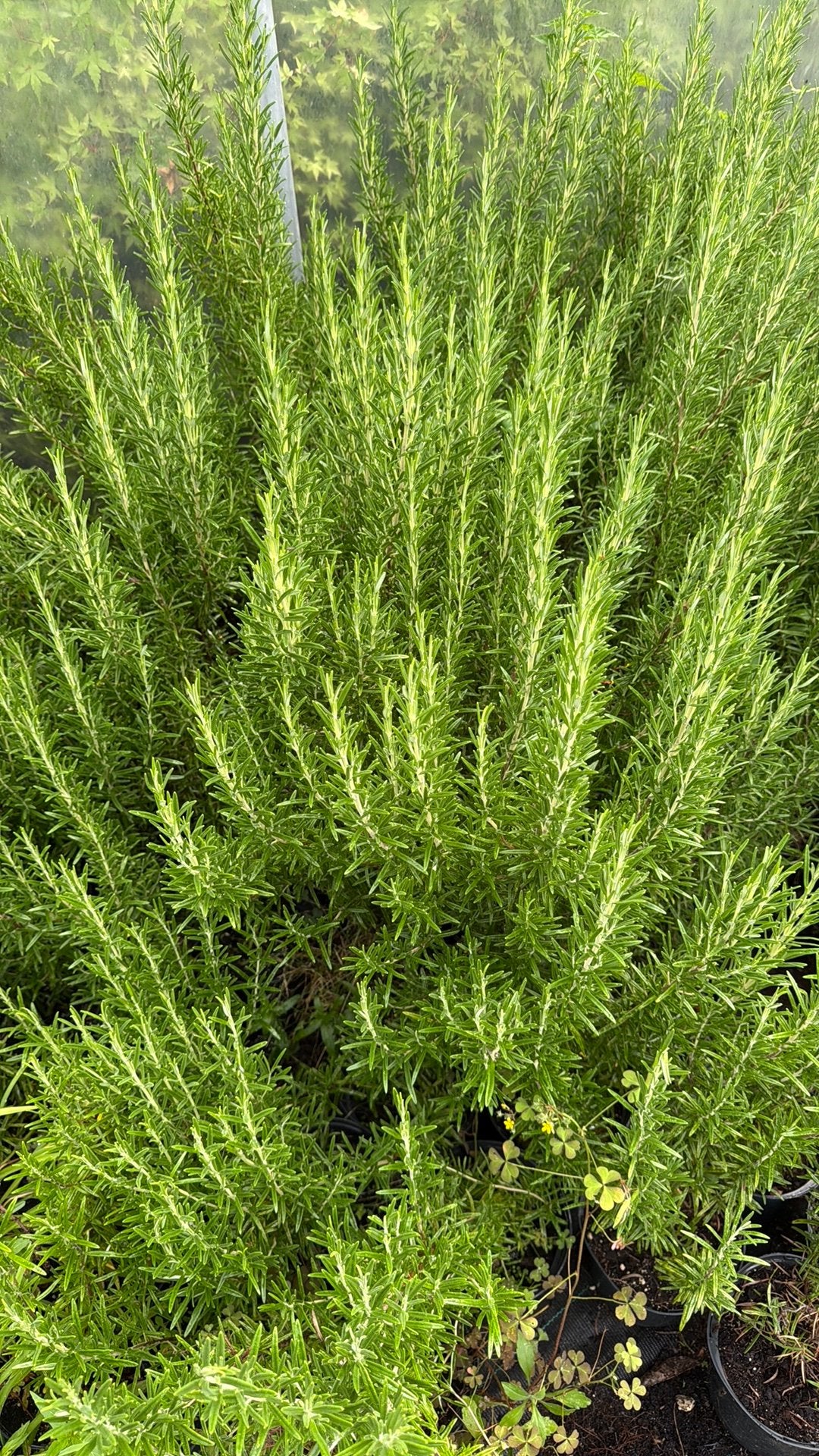 Rozemarijn, Tuin en Terras, Ophalen