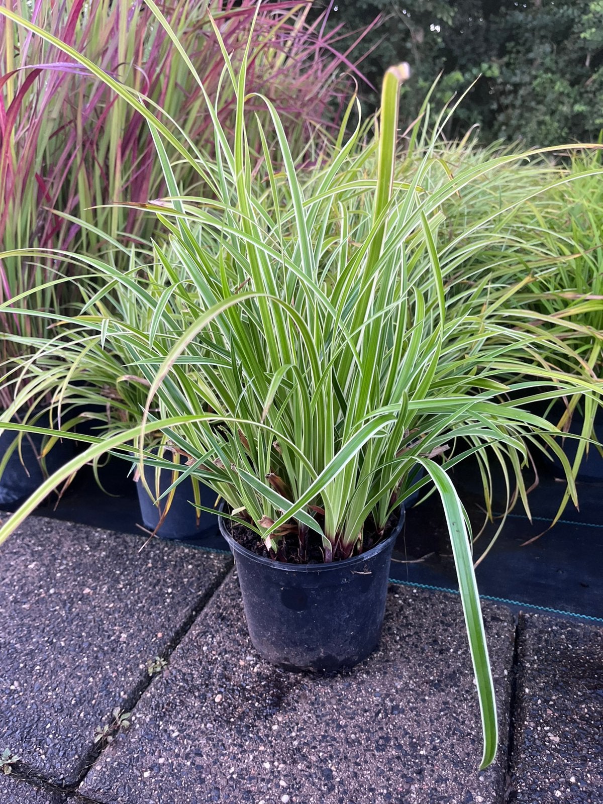 Large gamme de plantes de jardin/Livraison gratuite BE 500€, Enlèvement ou Envoi, Plante fixe