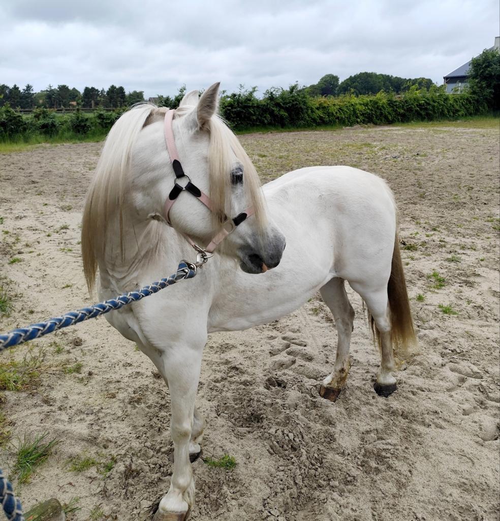 Zeer knappe en mega lieve Welsh pony!, Dieren en Toebehoren, Merrie