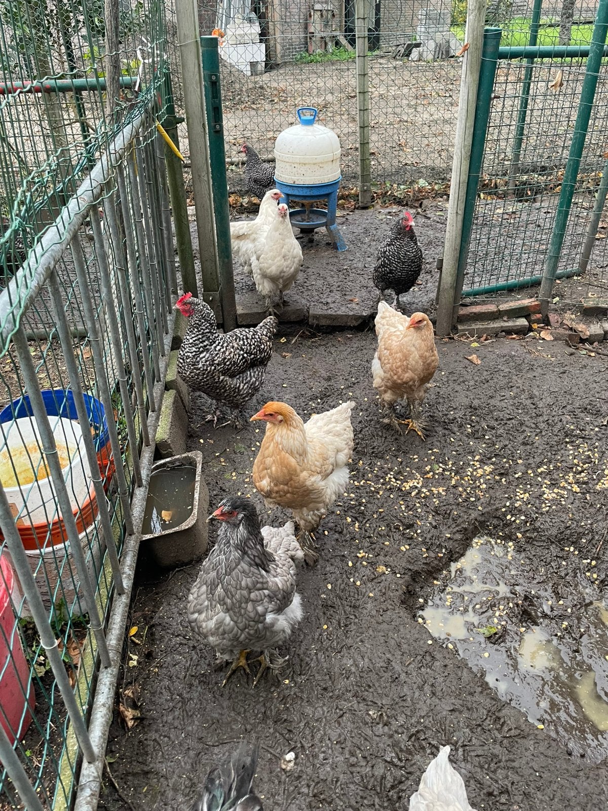 4 mechelse koekoek en 9 brahma kippen, Dieren en Toebehoren, Meerdere dieren, Kip