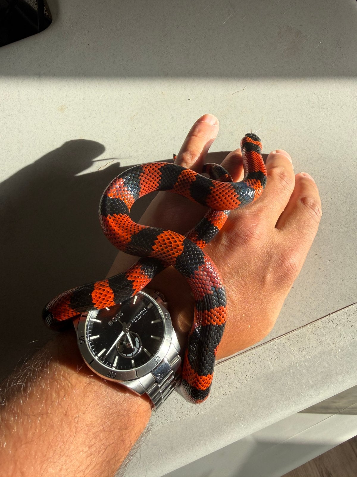 Serpent lampropeltis