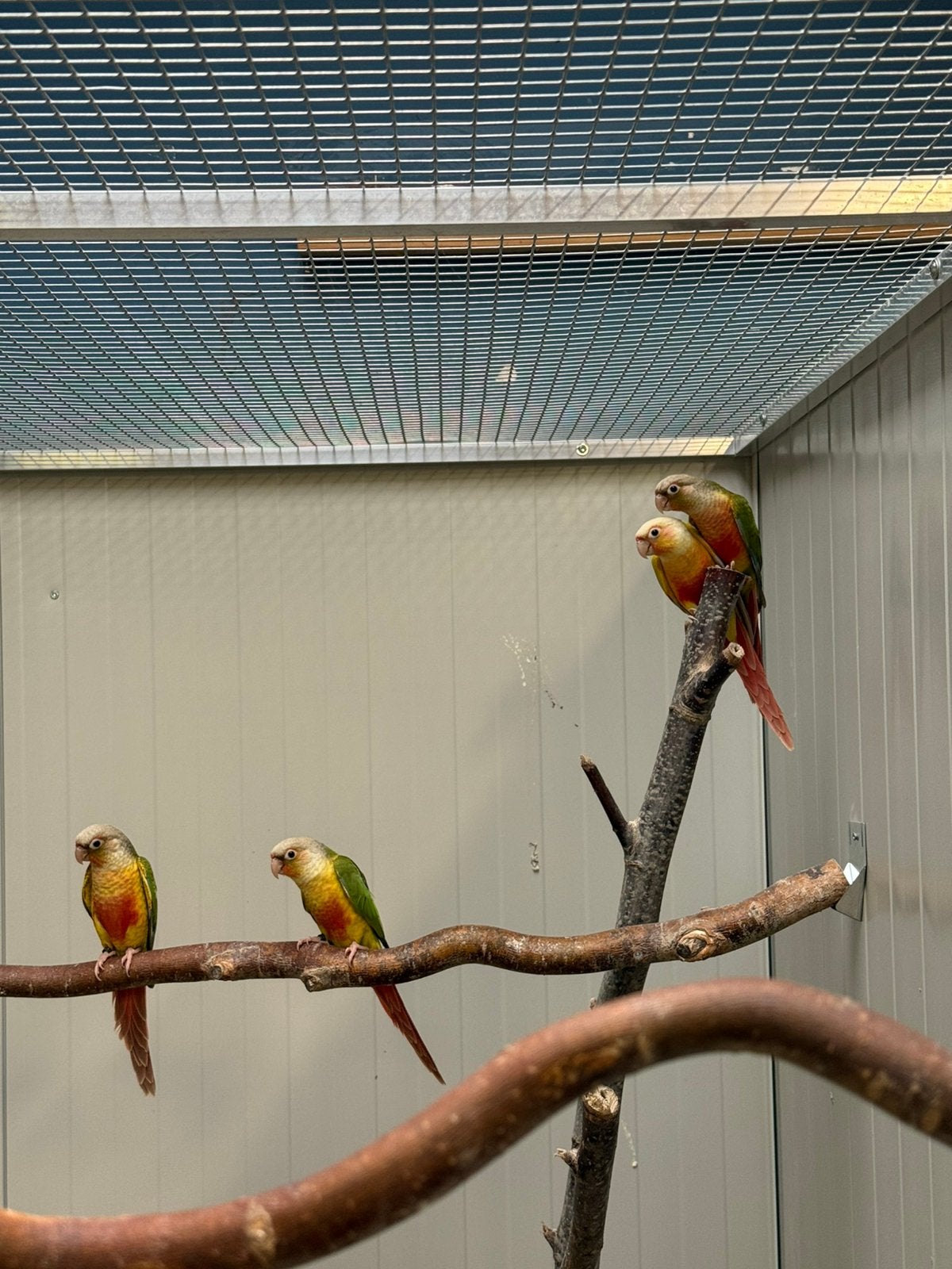 Pyrrhura, Dieren en Toebehoren, Meerdere dieren, Papegaai, Geringd