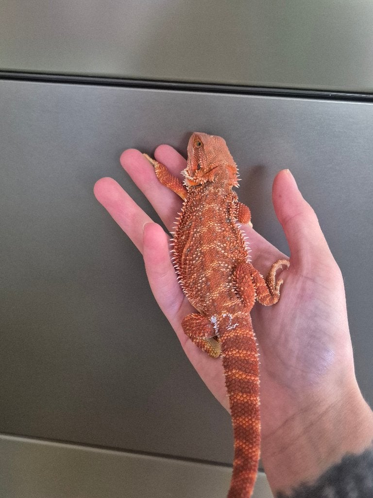 Dragon barbu, monstre rouge (hypo), homme, Animaux & Accessoires, Lézard, Domestique, 0 à 2 ans