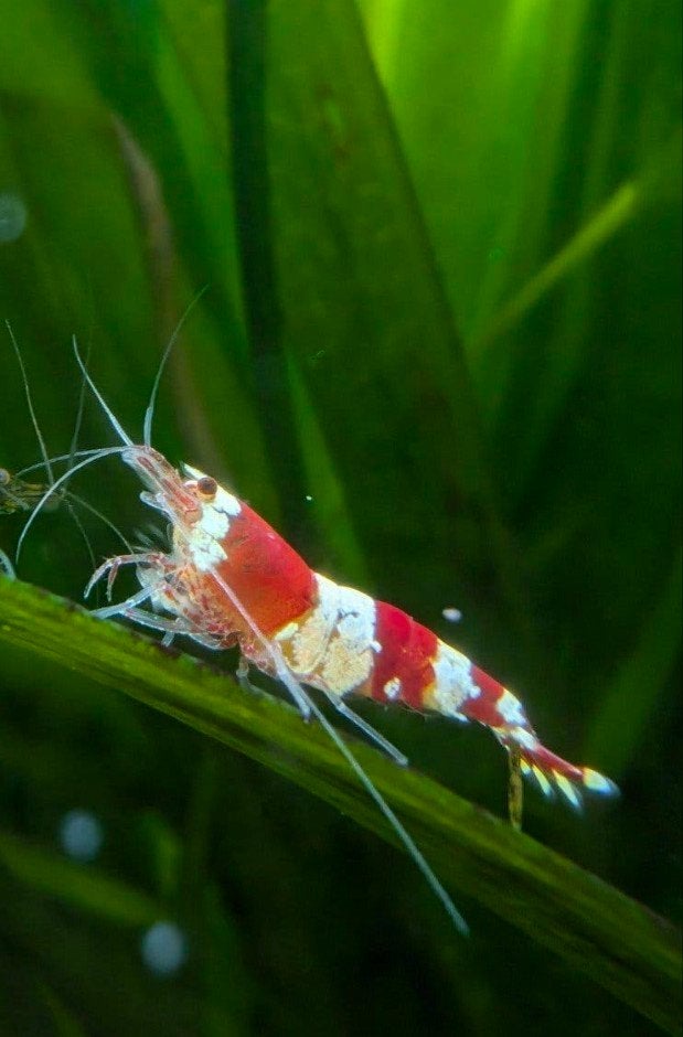 crystal red garnalen | cardina garnalen, Dieren en Toebehoren
