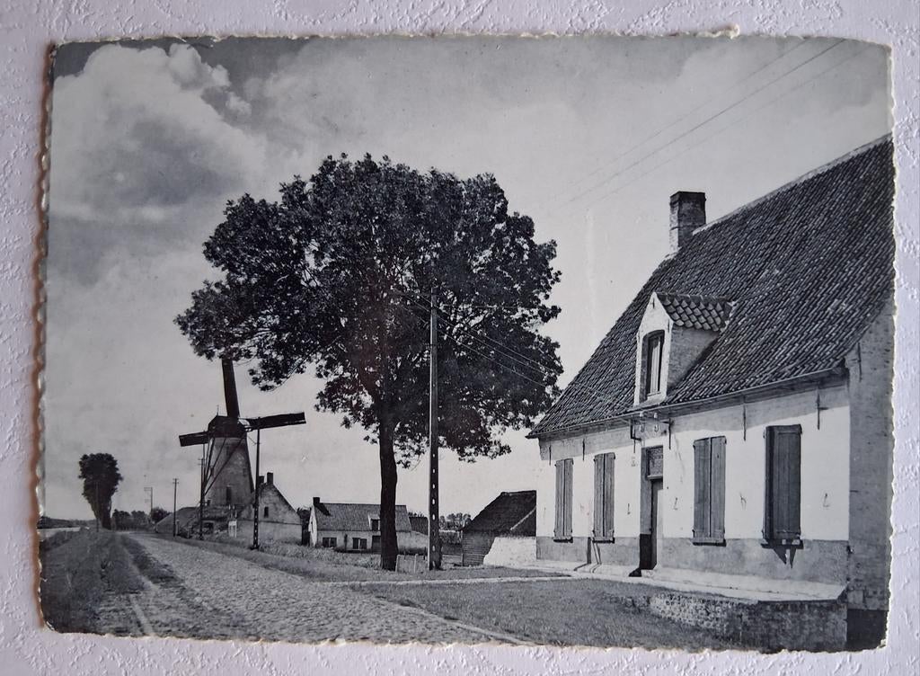 Vintage Postkaart Damme met molen, Ophalen of Verzenden
