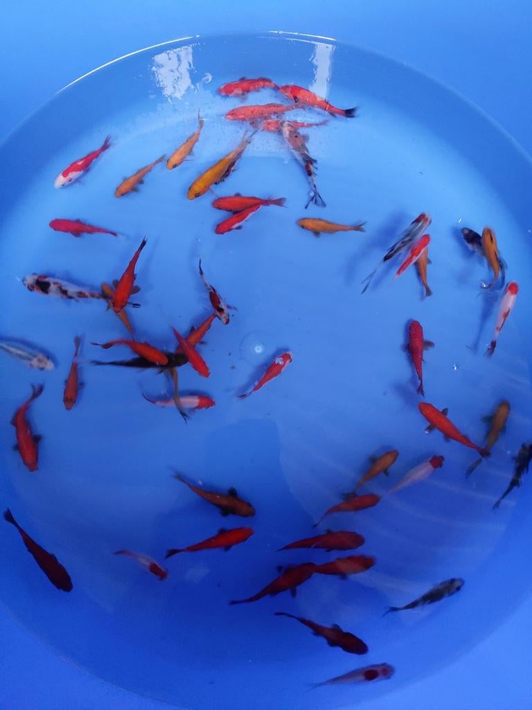 Goudvis mix