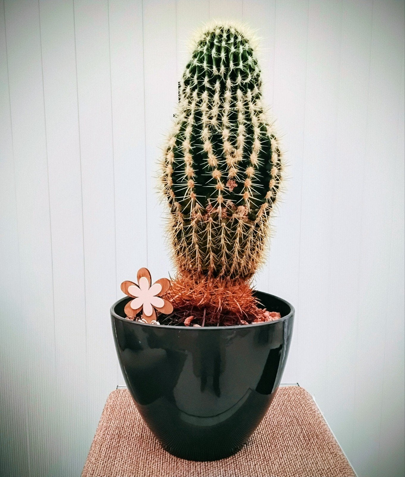 Mooie grote cactus, Huis en Inrichting, Kamerplanten, Ophalen, Cactus