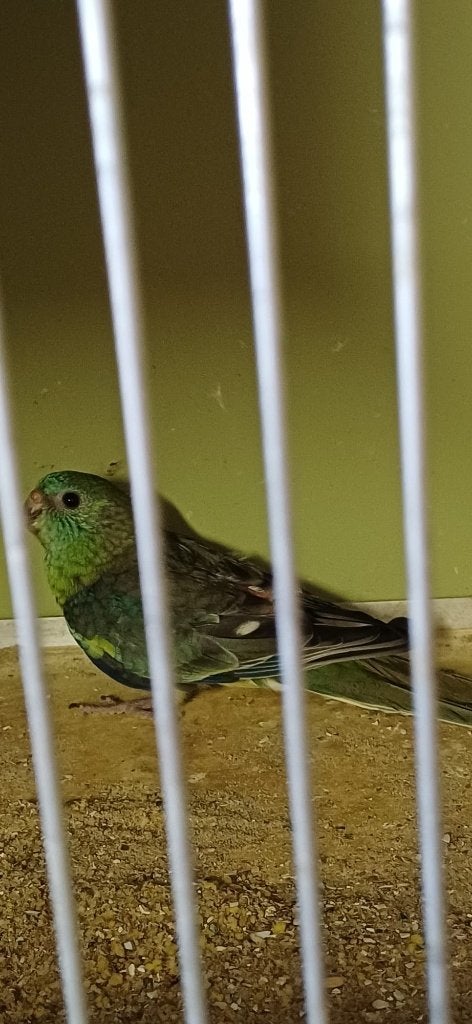 Roodrugparkiet, Dieren en Toebehoren, Vogels | Parkieten en Papegaaien, Mannelijk, Parkiet