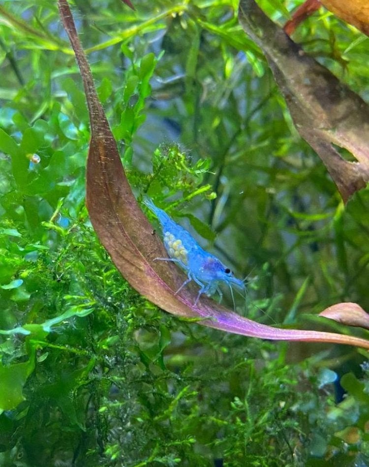 Cull Neocaridina Blue Jelly 100 voor 25€, Animaux & Accessoires, Poissons | Poissons d'aquarium, Poisson d'eau douce, Homard, Crabe ou Crevette