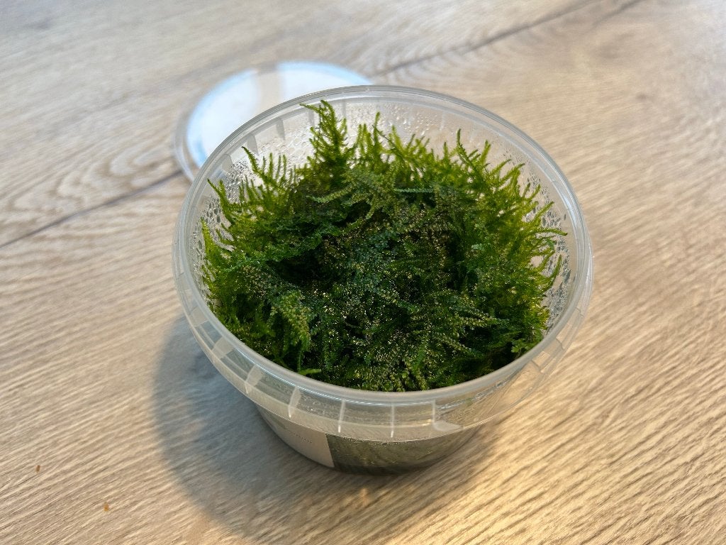 Mousse pleureuse - 500 ml, Enlèvement, Neuf, Plante(s), Pierre ou Bois