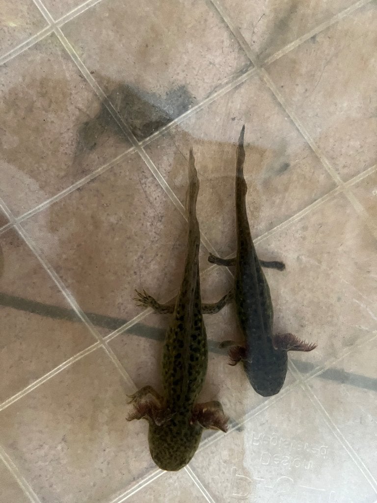 Wildkleur axolotls, Dieren en Toebehoren, Reptielen en Amfibieën, Amfibie, 0 tot 2 jaar
