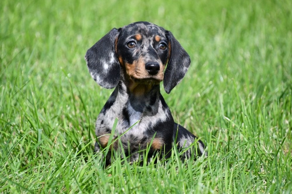 Chiots Teckel à vendre (nain - bleu merle - poil court), 15 semaines à 1 an, Poils courts, Plusieurs animaux, Éleveur | Professionnel