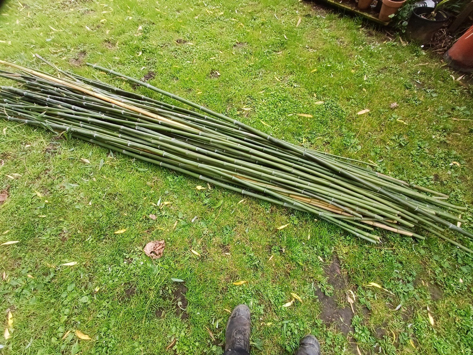 Bamboe, 3m lang, Ophalen