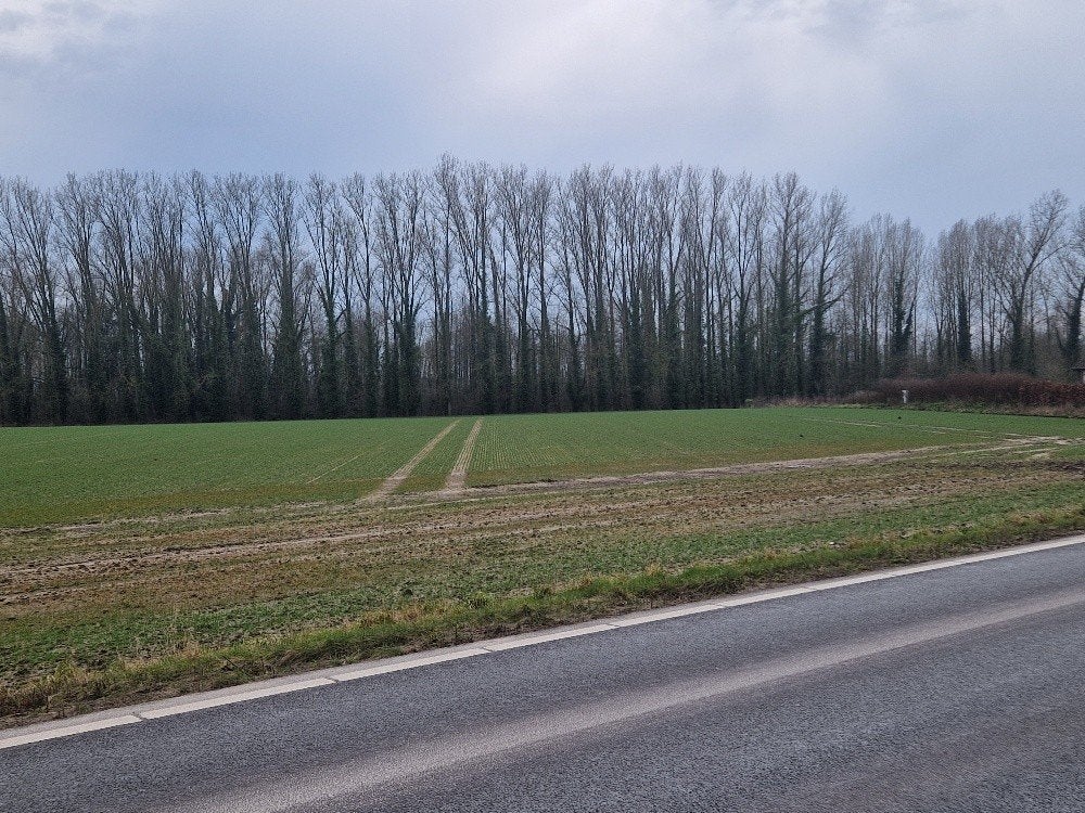 Bos met populieren in Zwalm, Immo, Gronden en Bouwgronden, Zwalm, Verkoop zonder makelaar, 1500 m² of meer