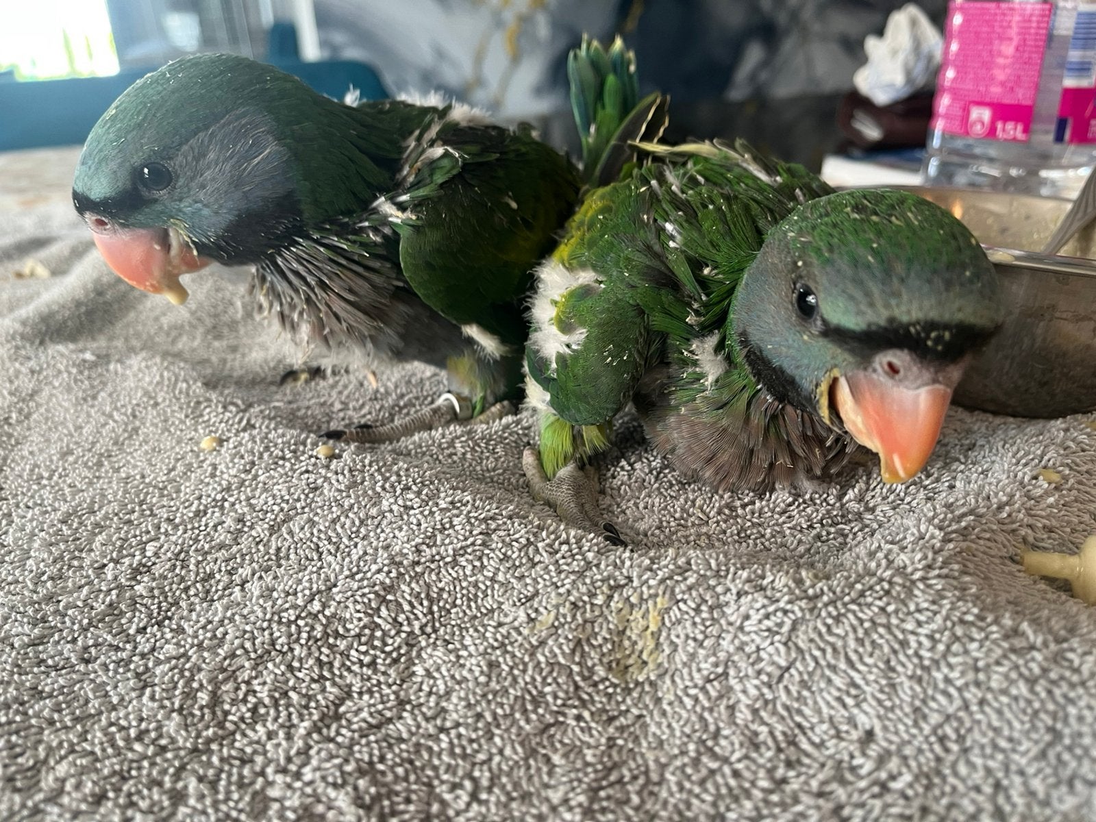 Derbyan, Dieren en Toebehoren, Vogels | Parkieten en Papegaaien, Geslacht onbekend, Parkiet, Pratend